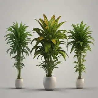 indoor plant png