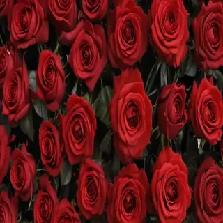 red roses aesthetic