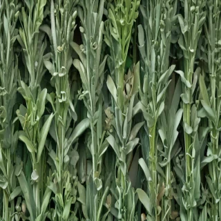 sage green images