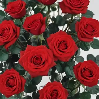 red roses aesthetic