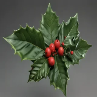 png holly