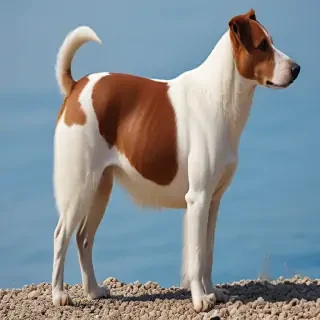 aegean breed