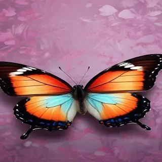butterfly pic wallpaper