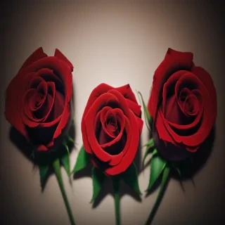 red rose aesthetic