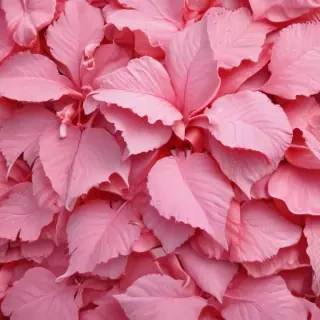 pink home screen wallpaper