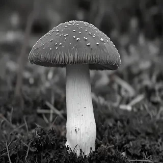 mushroom black and white