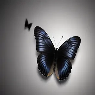 black butterfly wallpaper hd