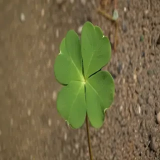 4 leaf clover