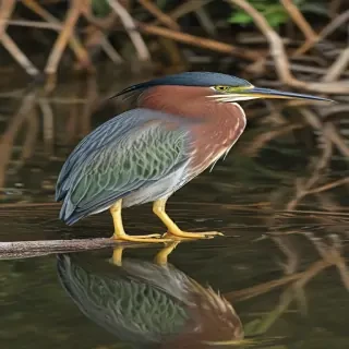green heron