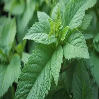 mint green bg