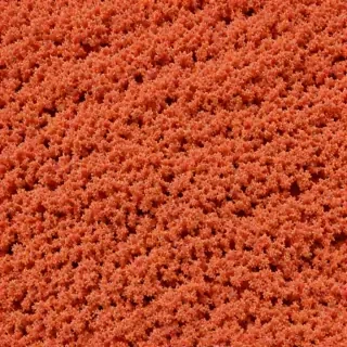 coral color