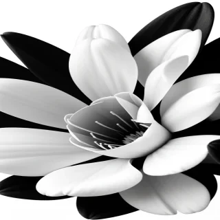 flower png black and white