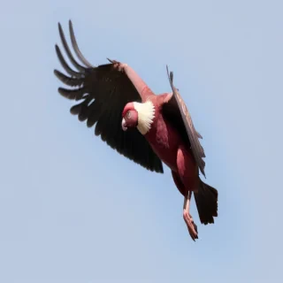 flying png