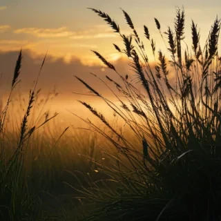 grass silhouette