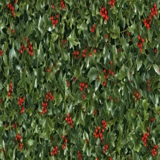 images of holly