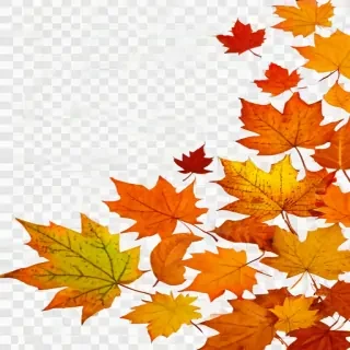 fall leaves png transparent