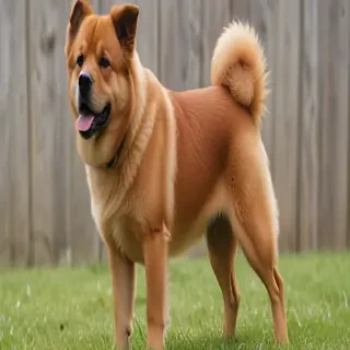 kai ken dog breed