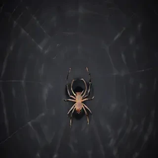 spider background