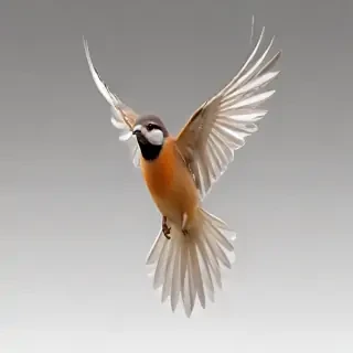 birds flying transparent background