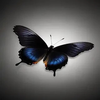 black butterfly wallpaper hd