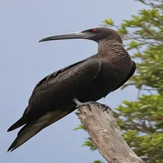 frigate bird