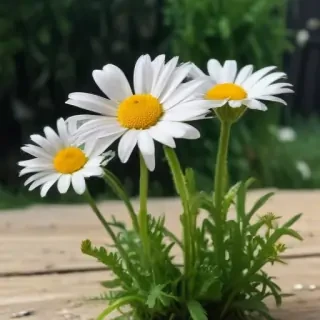 daisy desktop wallpaper