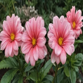 flower line