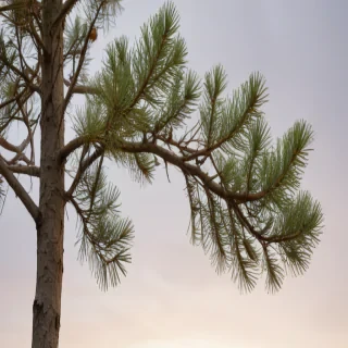 pine tree transparent