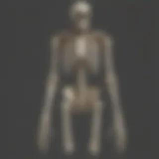 skeleton transparent background
