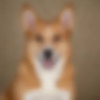 energetic
