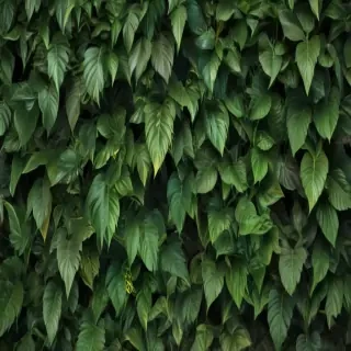 zoom background plants