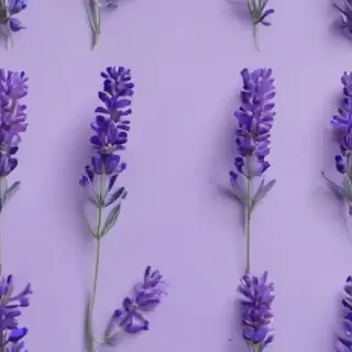 lavender background
