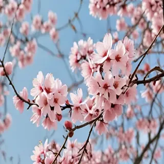 spring wallpaper iphone