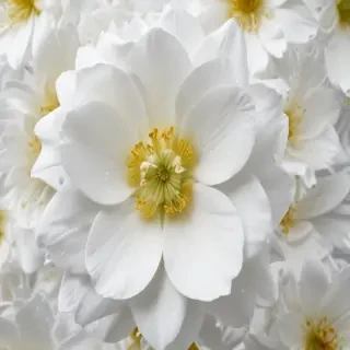 flower white background