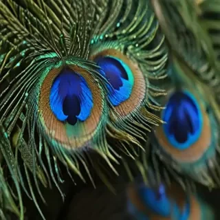 peacock feather images