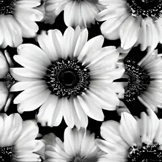 flower images black and white