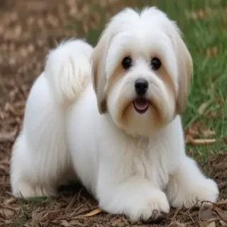 havanese dogs
