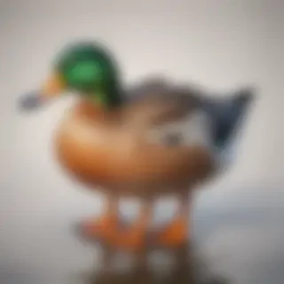 duck clipart