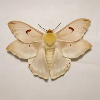silk moth