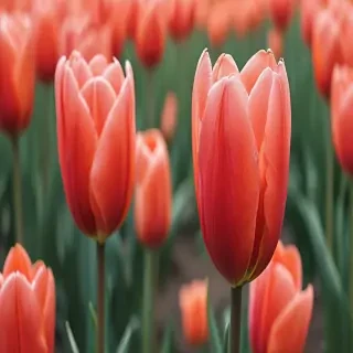 tulip iphone wallpaper