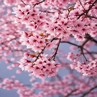 cherry blossom background wallpaper