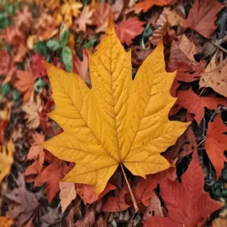 autumn leaves iphone wallpaper