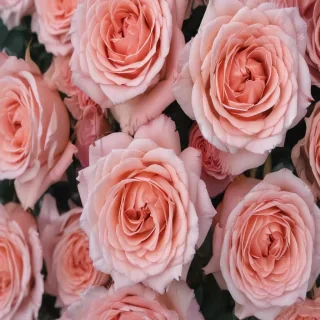 aesthetic rose wallpaper