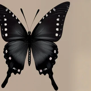 black butterfly png