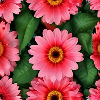 flower pictures