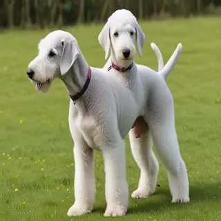 bedlington terrier