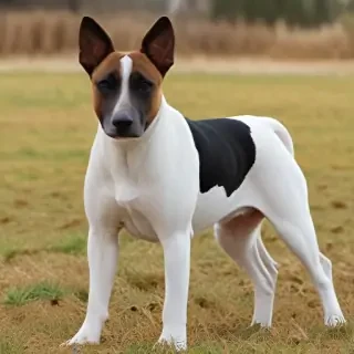 bull arab dog breed