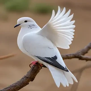 dove bird