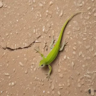 gecko lizard