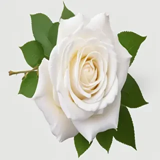 white roses png